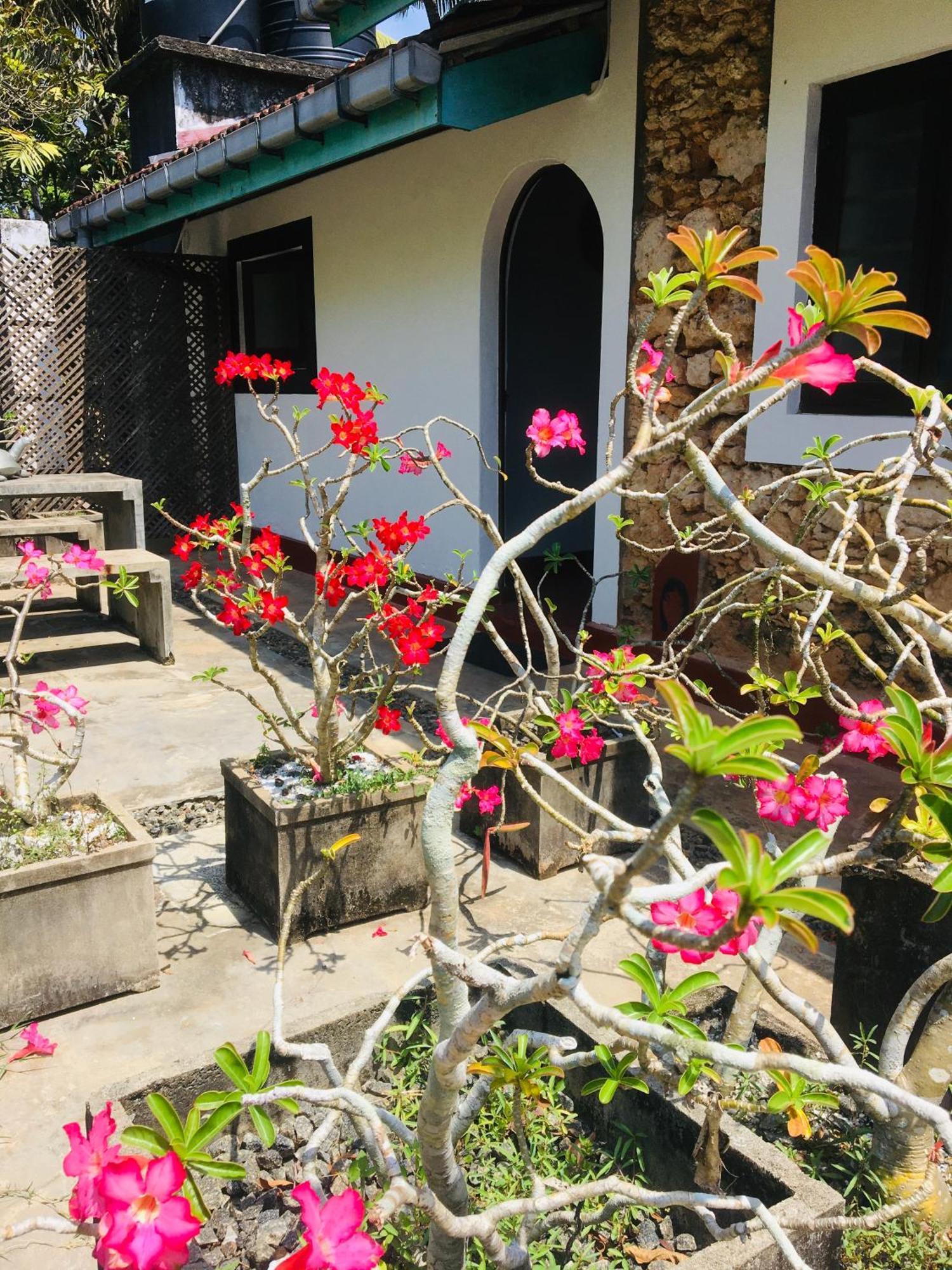 Turtle Eco Beach Hotel Matara Exterior photo